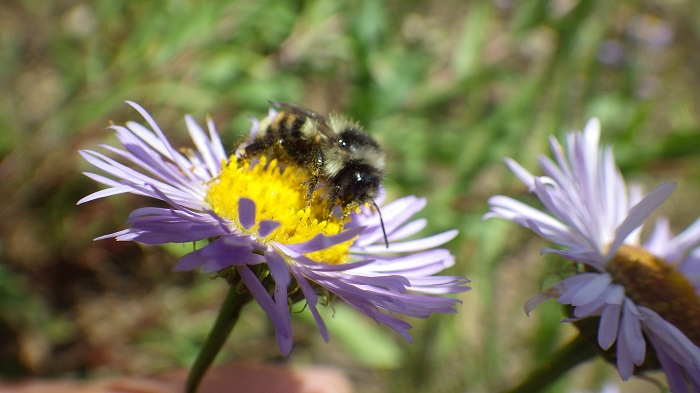 Pollination Bee Flower